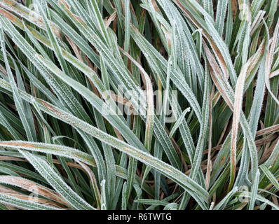 Gras bedeckt in Frost im Winter morgens. Tipperary, Irland Stockfoto