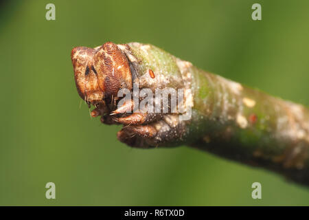 Gepfeffert Motte Caterpillar (Biston betularia) Headshot mit der charakteristischen Kerben in den Kopf. Tipperary, Irland Stockfoto