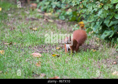 Die nahrungssuche Eichhörnchen (Sciurus vulagris) in einem Garten in Deutschland Stockfoto