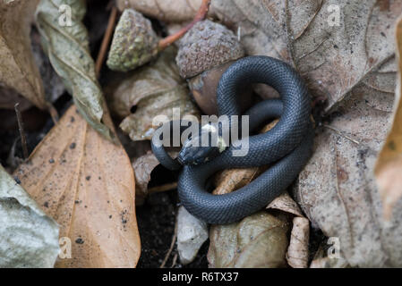 Junge Ringelnatter (Natrix natrix) mit Eicheln und blattsänfte Stockfoto