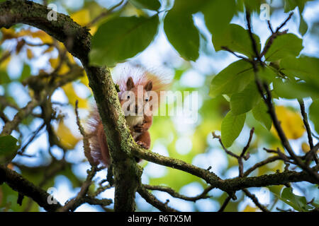 Eichhörnchen (Sciurus vulgaris) in einem walnussbaum (Juglans regia) Stockfoto