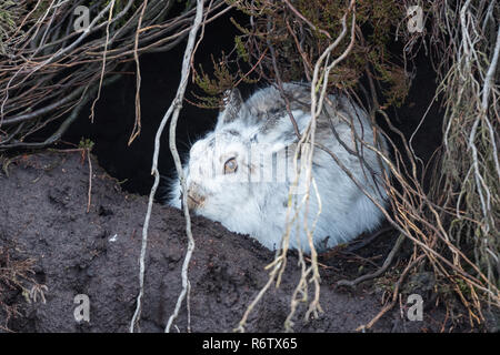 Schneehase (Lepus timidus) am Fuchsbau Eingang im Peak District, England sitzen Stockfoto