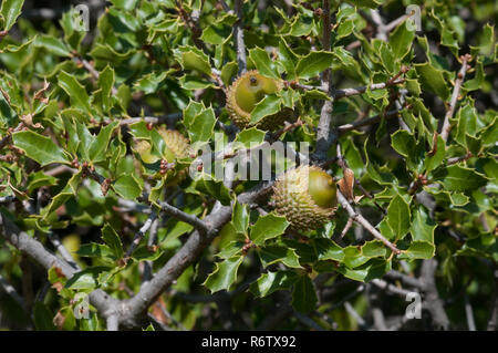 Kermes Oak (Quercus coccifera) in der mediterranen Macchia, Spanien Stockfoto