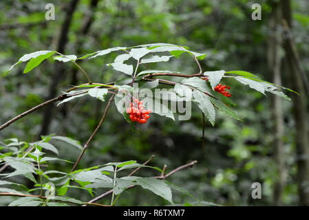 Red Elder im pesenbachtal Stockfoto