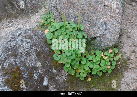 Sauerampfer (Oxyria digyna Berge) zwischen den Felsbrocken in die Berge der Isle of Arran, Schottland Stockfoto