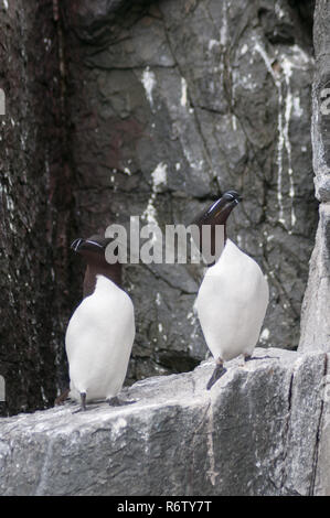 Ein paar Neugierige Tordalken (Arca torda) auf einer Meeresklippe, Farne Insel, Northumberland, England Stockfoto