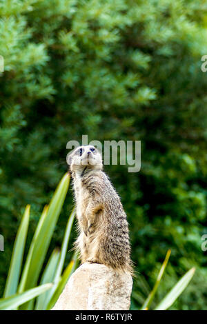 Timon - wild Meerkat/suricata suricatta/Erdmännchen auf Watch Stockfoto