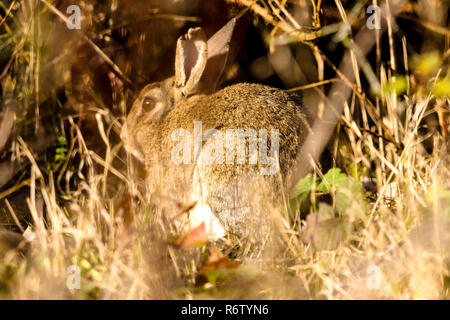 Wilde Hasen im Park - bedfont Lakes Country Park, London Stockfoto