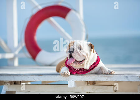 Cute Puppy von Englisch Bulldog mit lustigen Gesicht und rotes Halstuch um den Hals in der Nähe von Lebensrettenden Châlons-en-Champagne runde Floater. Stockfoto