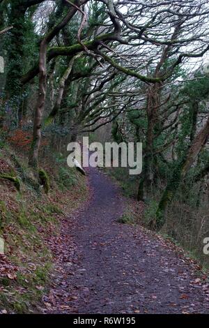 Woodland Pfad entlang der östlichen Lyn Fluss unter einer knorrigen Eiche Verzweigung blattlosen Wald Vordach in den Tiefen des Winters. Exmoor National Park, Devon, Großbritannien. Stockfoto