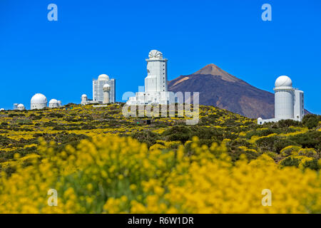 Astronomie Observatorium Izana mit Vulkan Pico del Teide, flixweed (Descurainia bourgaeana), Nationalpark del Teide Las Canadas, Kanarische Inseln, Teneri Stockfoto