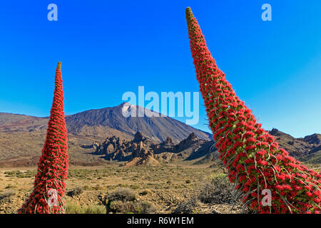 Teneriffa (bugloss chium wildpretii) mit Vulkan Pico del Teide Nationalpark del Teide Las Canadas, Kanarische Inseln, Teneriffa, Spanien. Stockfoto