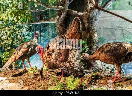 Truthähne sind im 'angezeigt, ein durch die Zeit in Georgien" Piemont Ausstellung bei Fernbank Museum of Natural History in Atlanta, Georgia. Stockfoto