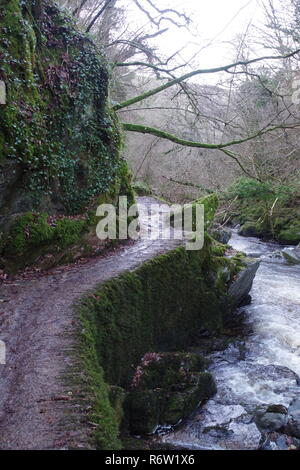 Woodland Pfad entlang der östlichen Lyn Fluss unter einer knorrigen Eiche Verzweigung blattlosen Wald Vordach in den Tiefen des Winters. Exmoor National Park, Devon, Großbritannien. Stockfoto