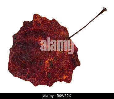 Rot gefallen Blatt von Aspen Tree isoliert auf weißem Stockfoto