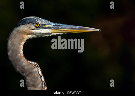 Ein Great Blue Heron (Ardea Herodias) beobachtet mich, wie ich von meiner Ascend H12 Kajak an Stubblefield Lake, Texas, USA Drift. Stockfoto