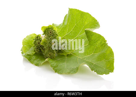 Gesunde Medizin Klette pflanze Blatt mit blühen. Stockfoto