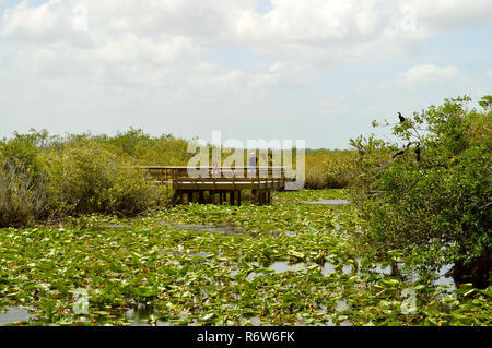 Touristen auf der Promenade auf der Anhinga Trail in den Everglades National Park, Florida Stockfoto