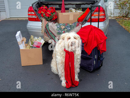 Stamm von Auto fr Reisen ber die Weihnachtsferien gepackt. Mit dem  Gepck, Geschenke, Weihnachtssternen und mehr gefllt. Groen weien Hund  wartet geduldig Stockfotografie - Alamy