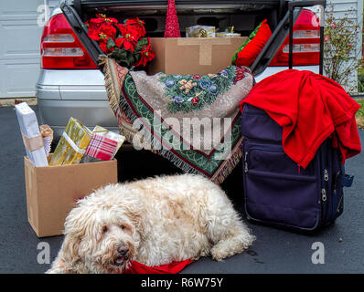 Stamm von Auto fr Reisen ber die Weihnachtsferien gepackt. Mit dem  Gepck, Geschenke, Weihnachtssternen und mehr gefllt. Groen weien Hund  wartet geduldig Stockfotografie - Alamy