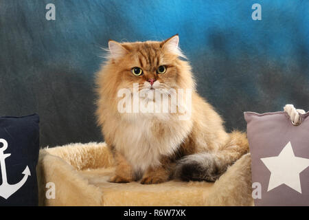 Highland straight, schwarz golden shaded, sitzen auf einem Kissen Stockfoto