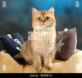 Scottish Straight, schwarz Golden angekreuzt, sitzend auf einem Kissen Stockfoto