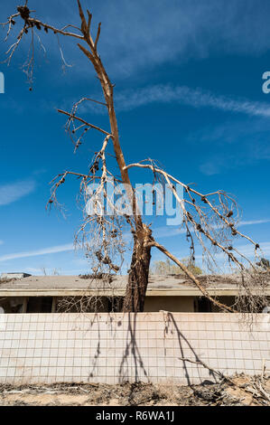 Treee tot auf dem Gelände der verlassenen und heruntergekommenen Wohnungen der stillgelegten George Air Force Base in Victorville, Kalifornien Stockfoto