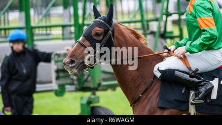 Close-up der Rasse Pferd und Jockey auf den Start warten Stockfoto