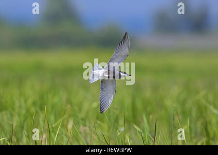 (Chlidonias Whiskered tern Chlidonias Hybridus) hybrida/Fliegen über Feuchtgebiete, wandernder Vogel Zucht auf Seen, Sümpfen und Flüssen in Europa Stockfoto