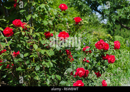 Blühende rote kletternde Rosen im Garten Stockfoto