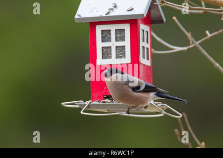 Eurasischen Dompfaff/gemeinsame Gimpel (Pyrrhula pyrrhula) Weiblich essen Sonnenblumenkerne an Bird Feeder in Garten im Winter Stockfoto