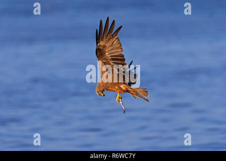 Schwarzer Milan (MILVUS MIGRANS) Flug über See mit gefangenen Fisch in seinen Krallen Stockfoto