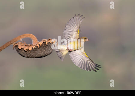 Schönen Europäischen grünfink (Chloris Chloris) Start aus Sonnenblumen Stockfoto