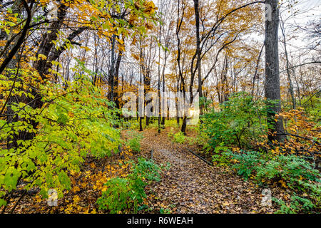 Ein Waldweg im Herbst mit dem Laub gelb/orange und die Blätter fallen von den Bäumen. Stockfoto