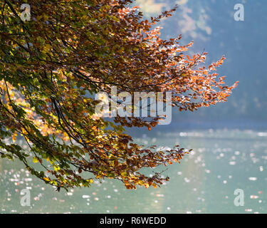 Einer Buche mit bunten Blättern vor einem grünen See im Herbst Stockfoto