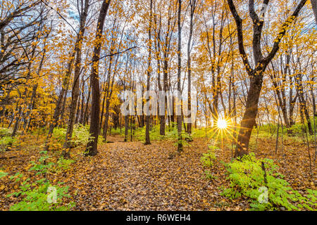 Ein Waldweg im Herbst mit dem Laub gelb/orange und die Blätter fallen von den Bäumen. Stockfoto
