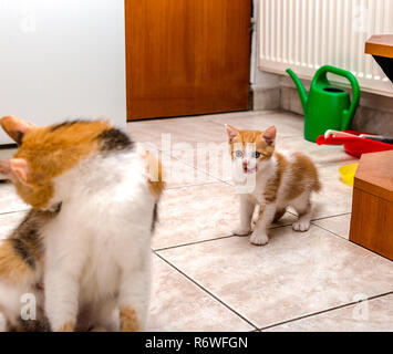 Süße kleine Ingwer - weiße Katze Lecken der Lippen und ihre Mutter - cat Stockfoto