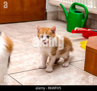 Süße kleine Ingwer - weiße Katze Lecken der Lippen und ihre Mutter - cat Stockfoto