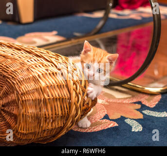 Cute Ingwer - weiße Katze sieht hinter dem Korb. Kleine Katze spielen mit Korb auf dem Teppich im Zimmer Stockfoto