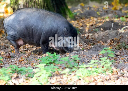 Visayan Warty Schwein in den Wald Stockfoto