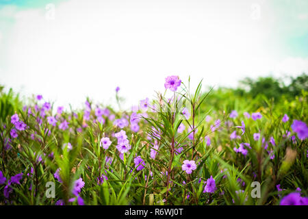 Moostierchenart tuberosa (moostierchenart Clandestina) ist violett Blumen blühen im Garten bei Sonnenschein am Morgen für Blume Hintergrund oder Textur - Natur Konzept. Stockfoto