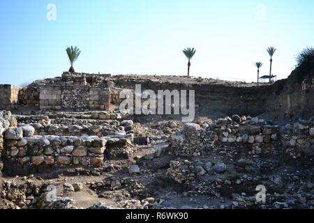 Palmen in antiken Megiddo Armageddon Archäologische Stätte, Jesreel Tal, unteren Galiläa, Israel Stockfoto