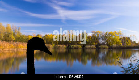 Herbst mit Silhouette eines Schwans im Bedfont Lake Country Park, London Stockfoto