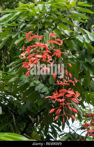 Amherstia nobilis, Stolz von Birma in Kandy, Sri Lanka Stockfoto