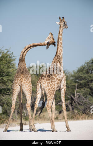 Männliche und weibliche Giraffe vor der Paarung Stockfoto