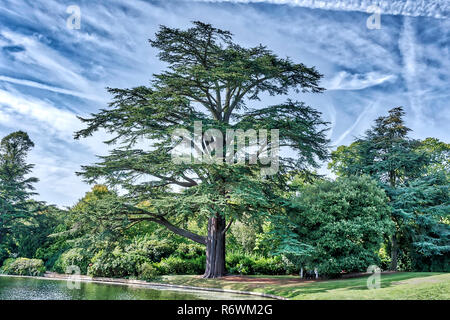 Die Gemeine Kiefer - Wächter des Waldes neben Claremont See Stockfoto