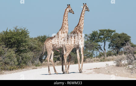 Männliche und weibliche Giraffe vor der Paarung Stockfoto