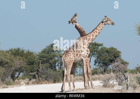 Männliche und weibliche Giraffe vor der Paarung Stockfoto