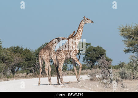 Männliche und weibliche Giraffe vor der Paarung Stockfoto