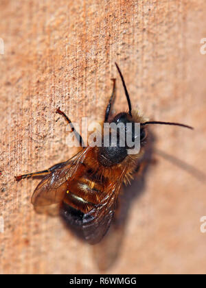 Mason gehörnten Biene osmia Cornuta Stockfoto